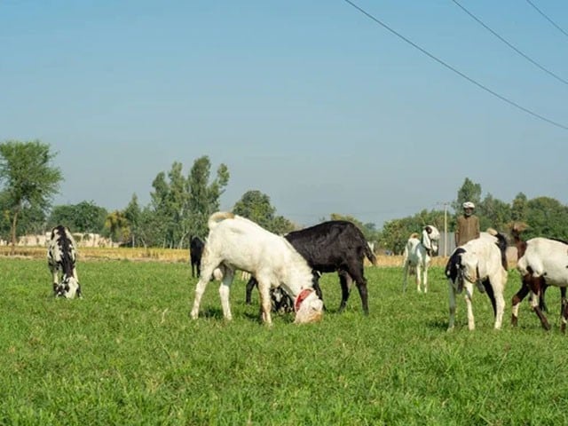 2680958-goats-1722957185-624-640x480