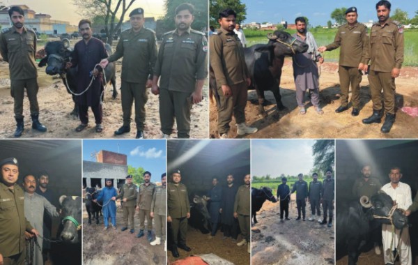 منڈی بہاءالدین پولیس کی شاندار کارروائی: 2 کروڑ سے زائد کا مسروقہ مالِ مویشی برآمد، گینگ گرفتار